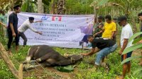 KM Bulukumba Salurkan 13 Sapi Kurban hingga Pelosok Desa, Bupati Andi Utta Beri Apresiasi