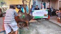 Asmo Sulsel Serahkan Satu Ekor Sapi Kurban untuk Warga Mangasa Makassar