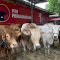 45 Ekor Sapi Kurban ARW Disebar ke Sulsel, Kalimantan dan Jakarta