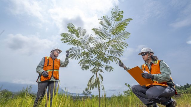 Lahan pascatambang yang kembali ditanami pohon. Foto: Istimewa.