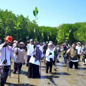 Kalla Translog Tanam 31 Ribu Mangrove di Pangkep, Perkuat Pelestarian Ekosistem Pesisir