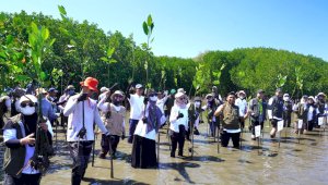 Kalla Translog Tanam 31 Ribu Mangrove di Pangkep, Perkuat Pelestarian Ekosistem Pesisir