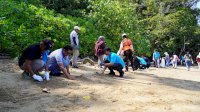 PT Vale Tanam 50 Mangrove dan 200 Lamun di Pesisir Luwu Timur