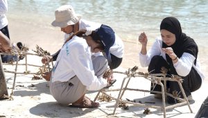 PLN UIP Sulawesi Adopsi 81 Fragmen Karang untuk Pulihkan Ekosistem Pulau Samalona