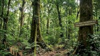 Siasat Licik APL, Premanisme Berkedok “Petani Lada” di Hutan Lindung Loeha Raya