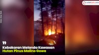 VIDEO: Kebakaran Melanda Kawasan Hutan Pinus Malino Gowa