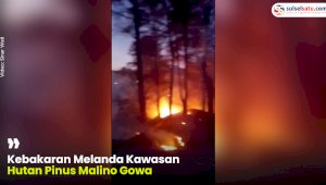 VIDEO: Kebakaran Melanda Kawasan Hutan Pinus Malino Gowa