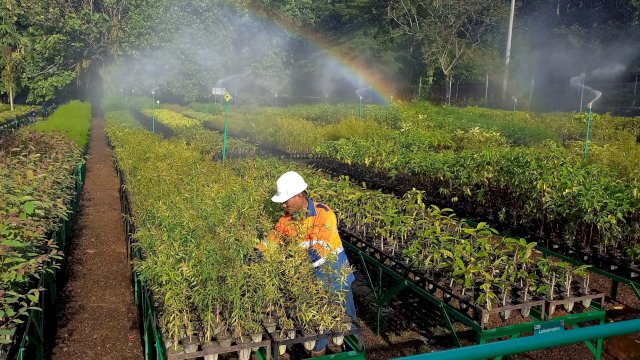 Salah seorang petugas saat beraktivitas di area Nursery ketika proses penyiraman dilakukan. Area inilah yang menjadi tempat ratusan ribu bibit pohon dirawat yang kemudian ditanam di area lahan bekas tambang. Foto: Sri Wahyu Diastuti/Sulselsatu.com