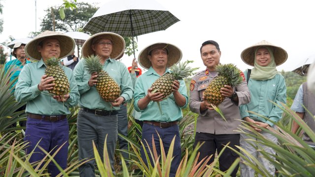 Panen nanas jajaran PT Vale Indonesia Tbk bersama unsur Forkopimda setempat beberapa waktu yang lalu di Desa Tabarano, Kabupaten Luwu Timur. Foto: Istimewa.