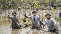 Kalla Toyota Tanam 43.000 Mangrove di Pangkep