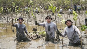 Kalla Toyota Tanam 43.000 Mangrove di Pangkep